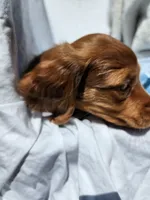 Rudy, a male Miniature Dachshund for sale in Saraland, AL – Photo 4 of 9