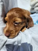 Rudy, a male Miniature Dachshund for sale in Saraland, AL – Photo 5 of 9