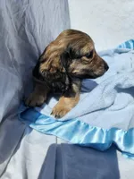 Ollie, a male Miniature Dachshund for sale in Saraland, AL – Photo 1 of 10