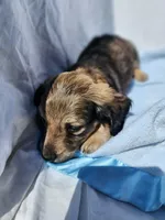 Ollie, a male Miniature Dachshund for sale in Saraland, AL – Photo 3 of 10