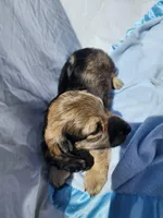 Ollie, a male Miniature Dachshund for sale in Saraland, AL – Photo 5 of 10