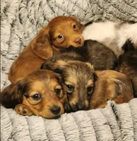 Ollie, a male Miniature Dachshund for sale in Saraland, AL – Photo 10 of 10