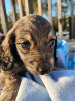 Ollie, a male Miniature Dachshund for sale in Saraland, AL – Photo 9 of 10