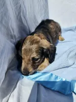 Ollie, a male Miniature Dachshund for sale in Saraland, AL – Photo 2 of 10