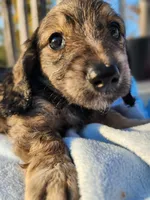 Ollie, a male Miniature Dachshund for sale in Saraland, AL – Photo 7 of 10