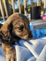 Ollie, a male Miniature Dachshund for sale in Saraland, AL – Photo 8 of 10