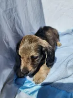 Ollie, a male Miniature Dachshund for sale in Saraland, AL – Photo 4 of 10