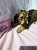 Mollie, a male Miniature Dachshund for sale in Saraland, AL – Photo 4 of 6