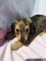 Mollie, a male Miniature Dachshund for sale in Saraland, AL – Photo 5 of 6