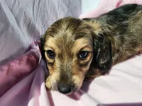 Mollie, a male Miniature Dachshund for sale in Saraland, AL – Photo 3 of 6