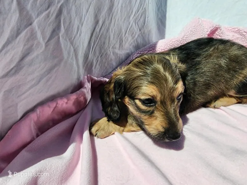 Mollie – Miniature Dachshund puppy for sale in Saraland, AL