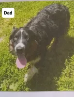 Geralt, a male Australian Shepherd for sale in Akron, OH – 10 of 10