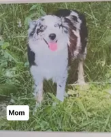 Geralt, a male Australian Shepherd for sale in Akron, OH – 9 of 10