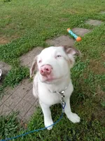 Geralt, a male Australian Shepherd for sale in Akron, OH – 5 of 10