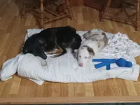 Geralt, a male Australian Shepherd for sale in Akron, OH – 7 of 10
