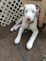 Geralt, a male Australian Shepherd for sale in Akron, OH – 2 of 10