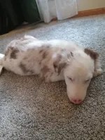 Geralt, a male Australian Shepherd for sale in Akron, OH – 8 of 10