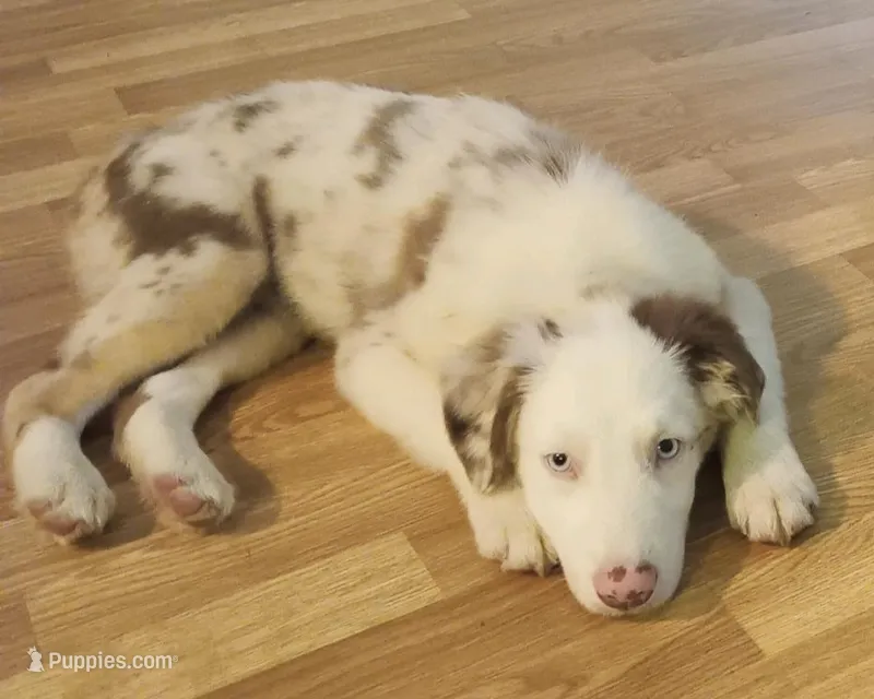 Geralt – Australian Shepherd puppy for sale in Akron, OH
