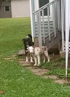 Geralt, a male Australian Shepherd for sale in Akron, OH – 6 of 10