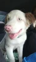 Geralt, a male Australian Shepherd for sale in Akron, OH – 3 of 10