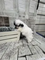 Nemo, a male Poodle - Toy  for sale in Scranton, SC – 3 of 6