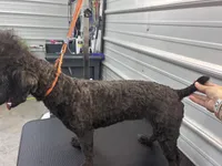 Violet, a female Poodle - Toy  for sale in Scranton, SC – Photo 2 of 3