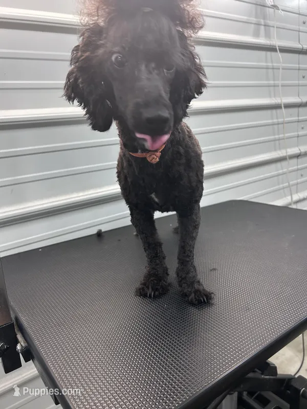 Violet, a female Poodle - Toy  for sale in Scranton, SC – Photo 1 of 3