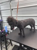 Violet, a female Poodle - Toy  for sale in Scranton, SC – Photo 3 of 3