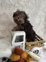 Hazel, a female Yorkshire Terrier for sale in Scranton, SC – 7 of 7