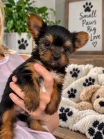 Yorkie male , a male Yorkshire Terrier for sale in Scranton, SC – 3 of 9
