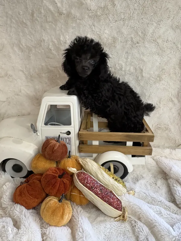 Ebony – Poodle - Toy  puppy for sale in Scranton, SC