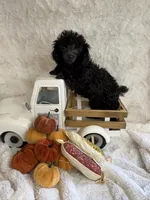 Ebony, a female Poodle - Toy  for sale in Scranton, SC – 1 of 5