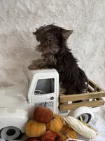 Hazel, a female Yorkshire Terrier for sale in Scranton, SC – 4 of 7