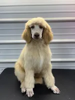 Shepherd , a male Poodle - Standard  for sale in Scranton, SC – Photo 1 of 3