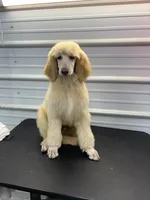 Shepherd , a male Poodle - Standard  for sale in Scranton, SC – Photo 3 of 3