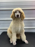 Shepherd , a male Poodle - Standard  for sale in Scranton, SC – Photo 2 of 3