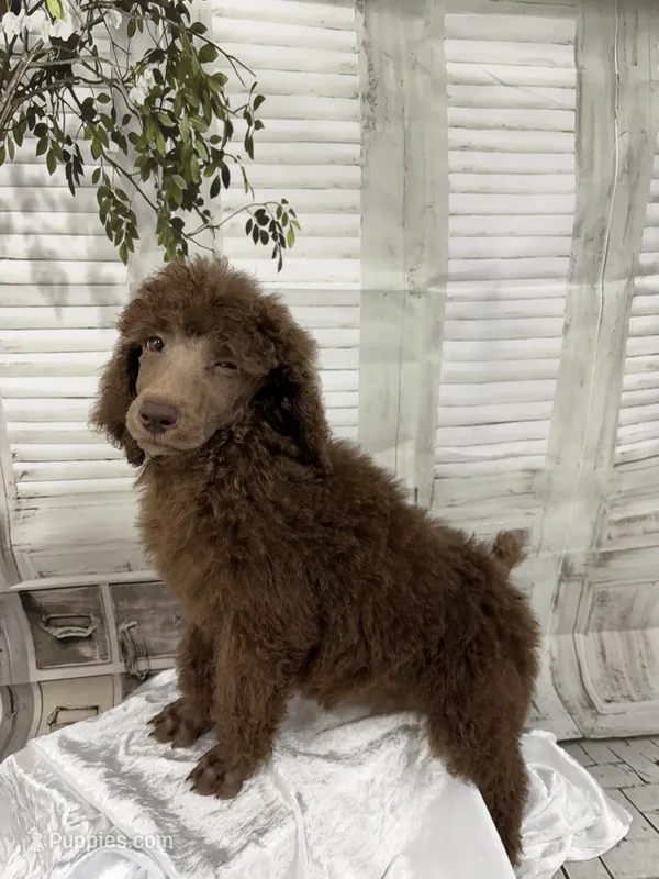 Priscilla ckc – Poodle - Standard  puppy for sale in Scranton, SC
