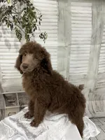Priscilla ckc, a female Poodle - Standard  for sale in Scranton, SC – 1 of 9