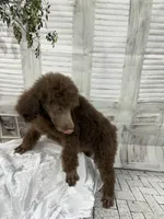 Priscilla ckc, a female Poodle - Standard  for sale in Scranton, SC – 2 of 9