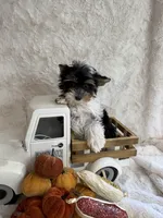 Alana, a female Yorkshire Terrier and Biewer for sale in Scranton, SC – 4 of 7