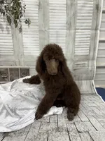 Brown male CKC , a male Poodle - Standard  for sale in Scranton, SC – 4 of 6
