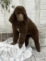 Brown male CKC , a male Poodle - Standard  for sale in Scranton, SC – 6 of 6