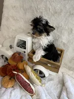Alana, a female Yorkshire Terrier and Biewer for sale in Scranton, SC – 5 of 7