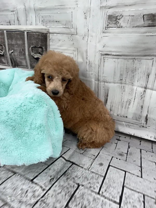 Jasmine – Poodle - Toy  puppy for sale in Scranton, SC