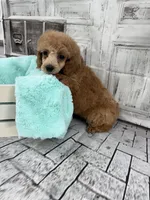 Jasmine, a female Poodle - Toy  for sale in Scranton, SC – Photo 2 of 3