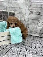 Jasmine, a female Poodle - Toy  for sale in Scranton, SC – Photo 3 of 3