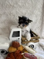 Alana, a female Yorkshire Terrier and Biewer for sale in Scranton, SC – 7 of 7