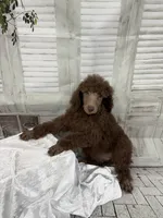 Priscilla ckc, a female Poodle - Standard  for sale in Scranton, SC – 3 of 9