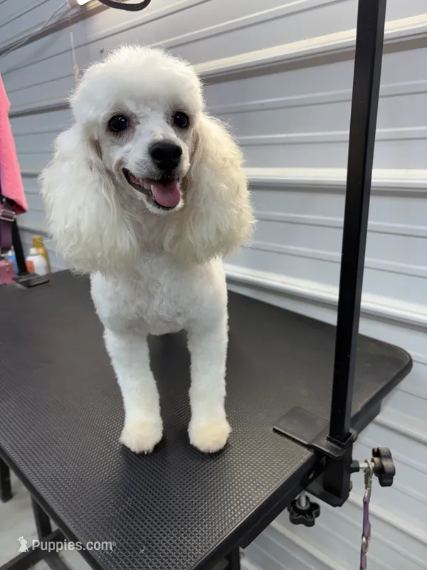 Holly – Poodle - Toy  puppy for sale in Scranton, SC