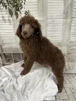 Priscilla ckc, a female Poodle - Standard  for sale in Scranton, SC – 9 of 9